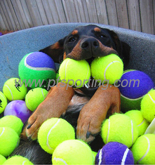 China Eco-friendly Pet toys for dogs playing supplier