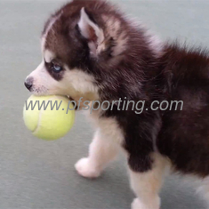 China pet playing ball supplier