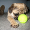 1.5inch mini colored pet toy tennis ball with custom logo printed supplier