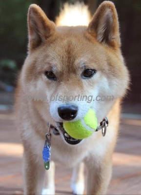 Dog Playing Tennis Ball supplier