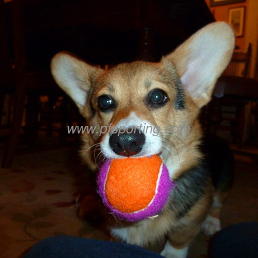 Dog Playing Tennis Ball supplier
