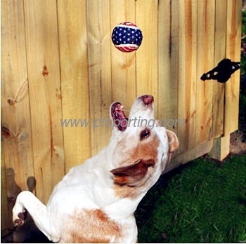 Dog Playing Tennis Ball supplier