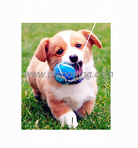 spring dog collar taylor hill the perfect plastic backgrounds supplier