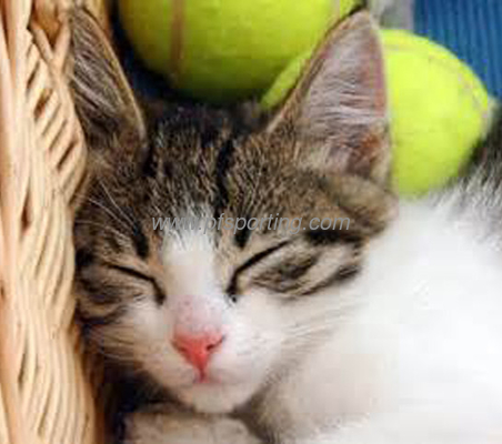 Eco-friendly rubber toy tennis  ball for pet games supplier