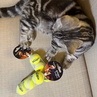 Wholesale Durable Rope Pet Chew Toys Ball Interactive Tennis Double Knot pet dog toys ball supplier